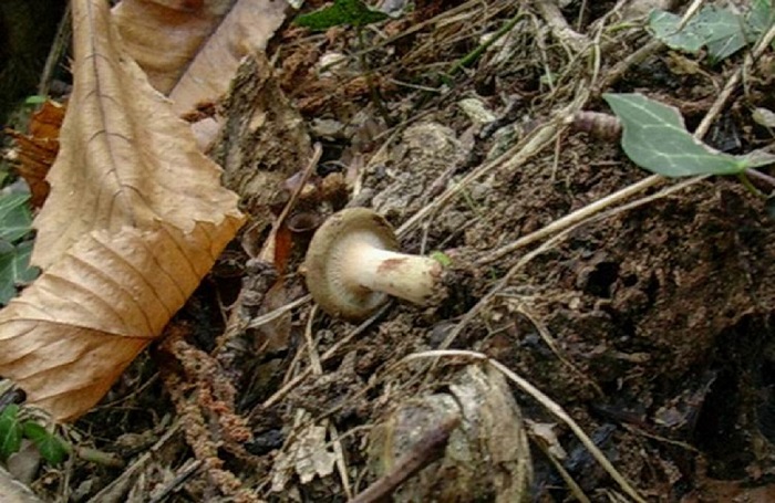 816 Ottobre vecchio ritrovamento